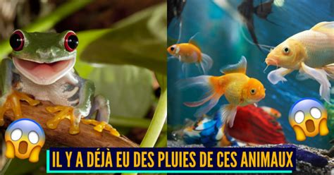 Top 8 des animaux les mieux montés, ceux qui en mettent plein。